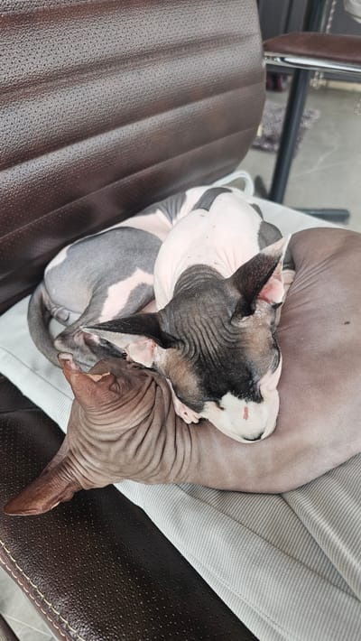 Two Sphynx cats are sleeping together on a chair in Shud'ya, Russia. The cat in the foreground is mostly brown and appears to be curled up, while the cat behind it is gray and white, with its head resting on the other cat. The cats are on a cushioned surface, which is on a dark brown leather chair. The background is slightly blurred, showing hints of furniture and a rug.