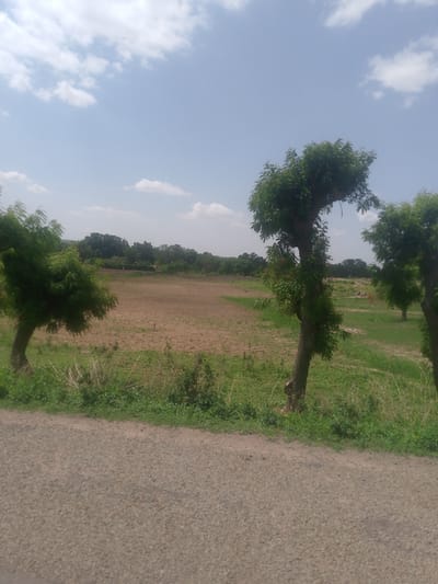 The image displays an outdoor rural landscape in Gadao, Nigeria, under a bright, partly cloudy sky. The upper two-fifths of the frame show a light blue sky with scattered white cumulus clouds, more concentrated on the left. The bottom third of the image is occupied by a coarse, light brown gravel road surface. Immediately above the road, a strip of dense green grass and low-lying vegetation extends across the frame. Beyond this vegetation, on the left, lies a large, uncultivated field of dry, reddish-brown earth. To the right of the field and extending towards the right edge, the ground is covered in green grass with sparse vegetation. Three prominent deciduous trees with dense green foliage are visible: one partially cropped on the far left, another in the central right with a dark brown trunk leaning slightly, and a third partially visible on the far right. The distant horizon is characterized by a dense band of dark green trees. No human figures, animals, or active interactions are visible within the scene.