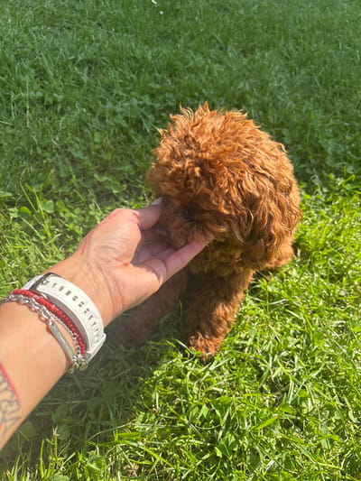 A red poodle lies on a grassy surface, likely a lawn, in bright sunlight. A hand, adorned with a white smartwatch and bracelets, reaches towards the dog. The background consists of green grass and clover. The location is Werl, Germany.