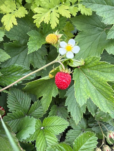 A close-up, top-down view shows a wild strawberry plant with a single ripe red strawberry, a white flower with a yellow center, and a small immature yellow berry surrounded by lush green foliage. The leaves are serrated and appear to be slightly weathered. The scene is set in the outdoor environment of Lyambir', Russia, with no people or artificial structures visible. The lighting suggests it is daytime.