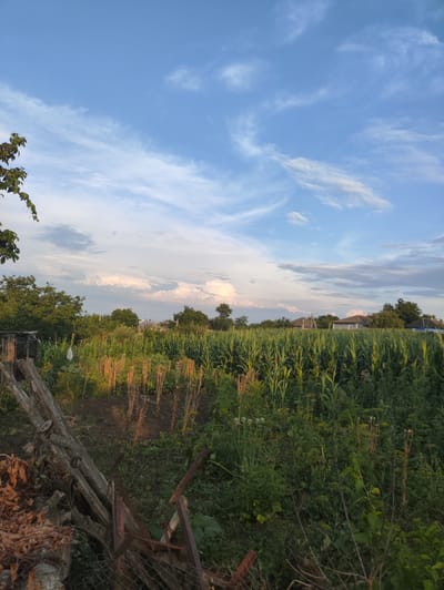 The image depicts an outdoor scene in Risipeni, Moldova, likely a rural area or a garden on the outskirts of town. The foreground features a weathered wooden fence and a pile of dry leaves and branches. Beyond the fence, a cultivated field of tall green corn stalks dominates the mid-ground, interspersed with some dried plant stalks. To the left, a small, dilapidated wooden structure, possibly a shed or outbuilding, is partially visible. In the background, a line of trees borders the field, and several houses with pitched roofs can be seen nestled amongst them. The sky above is a bright blue with wispy white clouds, suggesting it is daytime, possibly late afternoon or early evening due to the lighting. There are no people or animals visible in the frame.