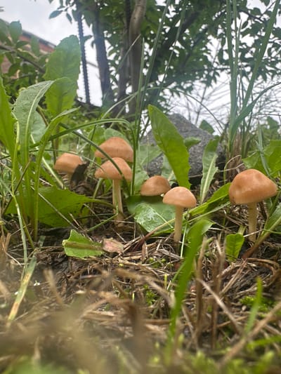 In Ромашкино, Russia, a low-angle shot captures a cluster of small, light brown mushrooms emerging from damp soil and grass. The mushrooms are clustered closely together, with several visible stems supporting their rounded caps. Some of the mushrooms appear wet, with water droplets visible on their surfaces and on the surrounding green leaves. The ground is covered with fallen leaves and dry grass, indicating a natural or semi-natural environment. Tall green grass blades frame the scene, and a large grey rock is partially visible in the background, nestled amongst the vegetation. The lighting suggests an overcast day.