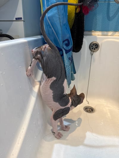 A hairless cat is stretching out in a white bathtub. The cat has a grey and pink patterned body and is positioned with its head facing the top right corner of the frame. Its paws are extended, pressed against the side of the tub. Behind the cat and to the left is a pile of items including a blue towel, a black and yellow object, and a blue shower curtain. The drain of the bathtub is visible near the center of the frame, and a single strand of hair is seen on the tub surface. The scene appears to be indoors, in a bathroom. The exact location of the city of Closed administrative–territorial formation "Mezhgorye", Russia, is not discernible from the visual information.