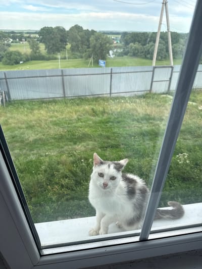 A domestic cat with white and gray fur sits on a windowsill, looking out a window. The cat's head is tilted, and its green eyes are wide. The background visible through the window is a grassy field with trees and a fence. The sky is overcast. The image appears to be taken during the daytime, likely in the summer. The cat's expression could be interpreted as curious or alert. There is a blue sign visible in the distance through the window, but the text is not legible. The setting appears to be rural or suburban. The scene is captured from a high angle, looking down at the cat. The window frame is visible in the foreground.