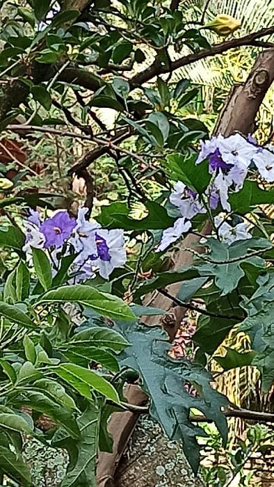 This close-up image displays a vibrant collection of tropical flora, featuring clusters of purple and white flowers amidst various green leaves and woody branches. The prominent flowers exhibit a gradient of color, ranging from deep purple centers to lighter lavender and white outer petals, characteristic of *Brunfelsia* species, commonly known as "yesterday, today, and tomorrow" plants. A single yellowish-green flower bud is visible on the left side of the frame.
The foliage is dense and varied, with some leaves being oval-shaped, likely belonging to the flowering plant, while others are large and distinctly deeply lobed, possibly from a papaya tree or a similar tropical plant. Numerous brown, woody branches and stems interweave through the greenery, forming the structural elements of the plant life. The background is softly blurred, showing more indistinct green foliage and natural textures, suggesting an outdoor garden or natural environment.
The scene is set during the daytime, with soft, diffused lighting illuminating the plants. There is no visible human or animal activity. The image is a static snapshot of the plant life. The types of plants, particularly the *Brunfelsia* and the potentially tropical lobed leaves, are consistent with the climate and flora found in Bwishyura, Rwanda. No text is visible in the media.