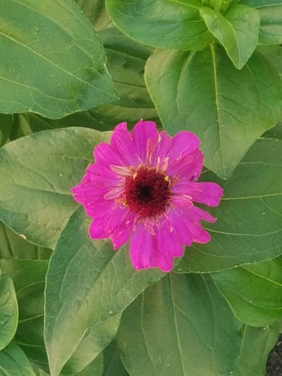 The image is a close-up, top-down view of a single, vibrant pink zinnia flower with a dark reddish-brown center, set against a backdrop of lush green leaves. The flower's petals are layered and slightly ruffled, with some appearing to be in various stages of opening. The leaves are broad and have visible veins. The lighting suggests it is daytime, and the image quality indicates it was likely taken with a smartphone. No specific location in Kubina, Russia, can be determined from the visual information provided.