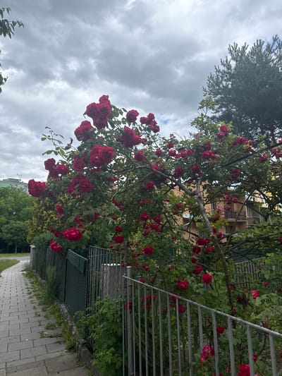 This is an outdoor, eye-level, full-shot photograph of a large bush with abundant red roses in bloom. The rose bush is positioned to the right of a paved walkway made of grey rectangular stones. A grey metal fence runs along the edge of the walkway, separating it from the rose bush and other vegetation. The background features residential buildings, trees, and a cloudy sky. The scene appears to be in a residential area in the city of Olomouc, Czechia, specifically near a sidewalk and fence. There are no people visible in the image. The lighting suggests an overcast day.