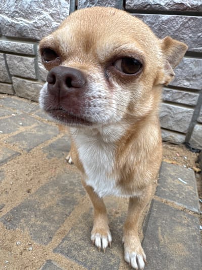 A light brown chihuahua with white markings on its chest and paws stands on a paved patio, facing the camera. The dog's large, dark eyes and dark nose are prominent features. Behind the dog is a wall constructed of roughly cut stone blocks. The ground is a mixture of sand and paving stones. The scene appears to be outdoors in a residential area.