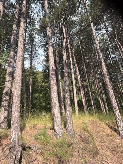 A natural scene captured from a low angle, looking upwards through a dense stand of pine trees. The trees are tall and their rough, textured bark is prominent in the foreground and midground. Sunlight filters through the needles and branches, creating a dappled effect on the trunks. The ground, visible on the right side of the image, is covered with dry grass, pine needles, and some scattered green vegetation. The overall impression is of a sunlit forest on a clear day. The orientation of the image is rotated 90 degrees clockwise.