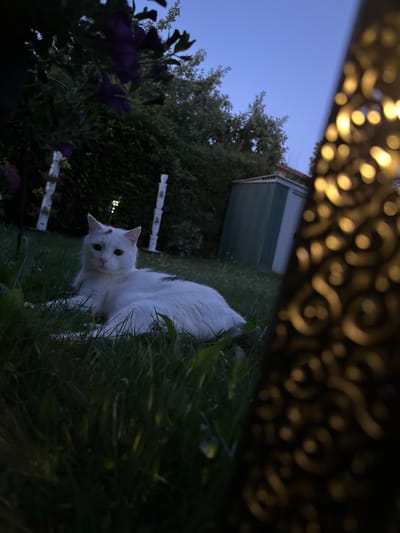 A white cat with black markings on its face sits in the grass at dusk. The cat is looking directly at the camera with its eyes wide open. The background is a garden with a green shed, some purple flowers, and trees. The sky is a clear blue, indicating it is twilight. In the foreground, there is a decorative, blurry object that appears to be made of metal. The overall mood is calm and serene. The image was taken in Bad Endorf, Germany.