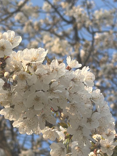 A close-up image depicts a dense cluster of white blossoms from a deciduous tree, likely a cherry or apple, in full bloom against a clear, light blue sky. The foreground is dominated by multiple individual flowers, each possessing five white petals and numerous prominent yellow-tipped stamens. Some unopened buds, appearing reddish-brown, are present. Strong, directional sunlight illuminates the blossoms from the upper left, creating bright highlights and rendering some petals semi-translucent. The background features additional out-of-focus white blossoms and dark, bare tree branches. No human figures, animals, or artificial structures are visible. The scene captures a natural botanical subject during daylight hours in the city of Toul, France.