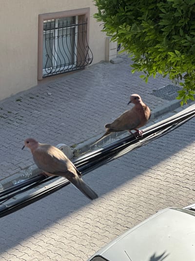 The image depicts an outdoor scene in Bahçelievler, Turkey. Two light brown birds, likely doves, are perched on a cluster of black electrical wires. The ground below is paved with grey interlocking bricks, and a portion of a silver car is visible in the lower right foreground. To the left, a building wall with a cream-colored finish features a window with decorative black metal bars. A tree with vibrant green leaves overhangs the scene from the upper right. The lighting suggests it is daytime, with distinct shadows cast by the wires and a shadow of an object, possibly a hand, appearing on the car's surface.