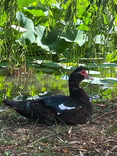 A black and white Muscovy duck is resting on the ground near the edge of a pond. The duck is facing to the right, with its head turned slightly. Its feathers are dark, with white markings on its wings. The pond is surrounded by lush green vegetation, including large lily pads and drooping willow branches. The water reflects the surrounding greenery. The ground is covered with dry leaves and grass. The overall scene is peaceful and natural. The location is the city of Plastunovskaya, Russia.