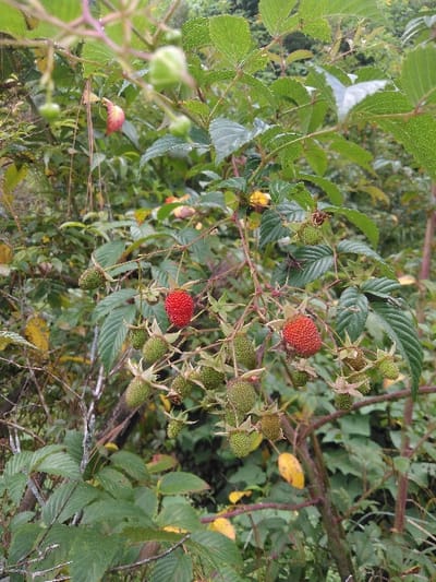 This image depicts a vertical, close-up view of a fruiting plant, identified as a bramble or similar berry-producing species, located in the city of El Rincón de Monagas, Venezuela. The central subject is a cluster of developing and ripe berries. Approximately two dozen berries are visible, predominantly unripe, exhibiting a vivid green coloration and a segmented, aggregated structure. Two prominent berries, situated towards the upper-middle and middle-right of the frame, are fully ripe, distinguished by their bright red hue and similar segmented morphology. These berries are individually attached to slender, reddish-brown pedicels. The surrounding foliage consists of serrated, ovate green leaves on woody stems. The background presents dense, out-of-focus natural vegetation, primarily green, with scattered yellowed leaves and darker woody elements, indicative of an uncultivated outdoor environment. No human or animal subjects, or explicit actions or interactions, are present in the scene.