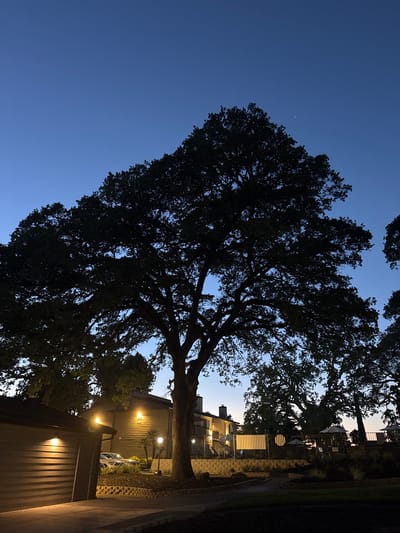 A large silhouetted oak tree dominates the foreground of this nighttime image. The tree's branches spread wide against a deep blue twilight sky, with a few faint stars visible. To the left, a building with horizontal siding is illuminated by outdoor lighting, casting a warm glow on the scene. The building appears to be a residential structure, possibly an apartment complex or condominium. In the background, other trees and a fence surrounding an outdoor area with umbrellas and seating are dimly visible. The overall impression is one of a peaceful evening in a suburban or semi-urban setting, potentially a community or complex in Sacramento, California.