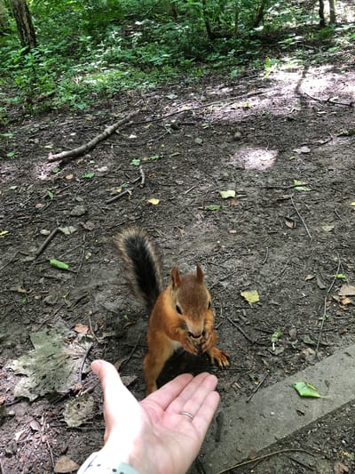 In a shaded, wooded area with a dirt ground covered in leaves and small branches, a reddish-brown squirrel is captured in the act of eating something with its front paws. The squirrel is positioned in the lower-middle section of the frame, facing slightly towards the viewer. In the foreground, a human hand, with a ring on one finger, is extended towards the squirrel, with the palm open and fingers slightly curled. The background consists of dense green foliage and tree trunks, indicating a natural, outdoor environment. The location is identified as Borodino, Russia.