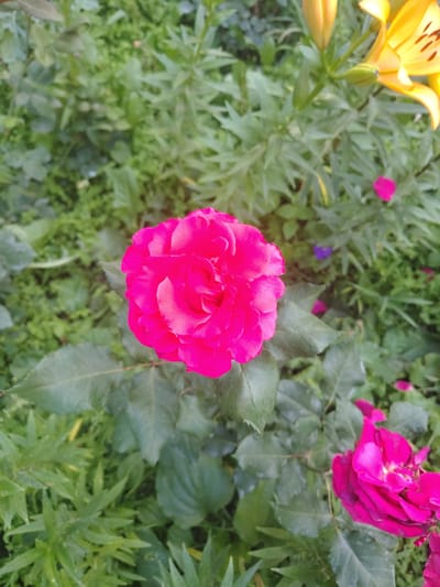 The image depicts a close-up view of a vibrant pink rose in a garden setting. The rose is the central subject, with its petals fully open and layered. Surrounding the rose is lush green foliage, characteristic of a garden. In the upper right corner, parts of a yellow lily are visible, suggesting a variety of flowers are present. The background consists of more greenery, with some blurred elements indicating depth of field. The lighting suggests it is daytime, possibly overcast given the soft shadows. There are no people or animals visible in the frame.
The image does not contain any information that would allow for the determination of its location in the city of Bakhmach, Ukraine.