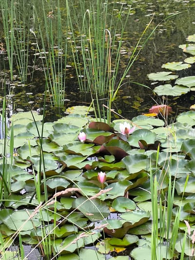 The image depicts a tranquil pond filled with water lilies and tall green reeds. Several water lily pads, some a deep reddish-brown and others a vibrant green, float on the surface of the dark water. Among the pads, a few water lily blossoms are visible; one is a pale pink bud, another is a fully bloomed white and pink flower, and a third is a delicate pink bud. The reeds stand tall and slender, some emerging from the water and others growing along its edge, creating a dense, naturalistic backdrop. The water's surface reflects the surrounding greenery and the sky, giving it a slightly rippled, dark appearance. The overall scene suggests a serene natural environment, characteristic of a pond or marsh area. This location is identified as being in the city of Mosėdis, Lithuania.