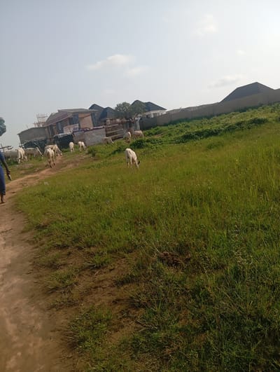 In Tasha, Nigeria, a herd of white cows graze in a grassy field. A dirt path runs along the left side of the image, with a person wearing a blue dress walking on it. In the background, several houses are under construction, with scaffolding visible on some. A concrete wall separates the field from the houses. The sky is clear and pale blue.