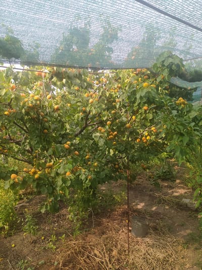 The image shows an apricot tree laden with ripe fruit, covered by a protective net. The tree is in a rural setting, likely an orchard, with dry grass and soil covering the ground. A metal bucket is visible near the base of the tree, suggesting that the fruit may be ready for harvest. The presence of the protective net indicates an effort to shield the fruit from pests or adverse weather conditions. This scene is situated in Baraboi, Ukraine, a location known for its agricultural activities, particularly fruit cultivation. The overall impression is one of abundance and the culmination of a growing season, with the potential for a bountiful harvest.