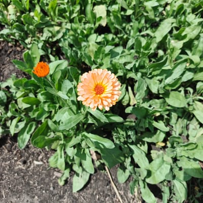 This media file depicts a close-up view of two bright orange calendula flowers blooming amongst lush green foliage and dark soil. The flower on the right is larger and fully open, showcasing its delicate, layered petals and a vibrant red-orange center. Its petals are a soft peachy-orange color, fading to a lighter hue at the tips. The smaller flower on the left is partially closed, its petals a more intense orange. The surrounding leaves are a deep, healthy green, with some slight wilting visible on a few. The soil beneath the plants is dark and appears to be a mix of earth and organic matter, with small pebbles and debris scattered across its surface. The lighting suggests it is daytime, likely under natural sunlight, casting shadows on the leaves and ground. The setting is an outdoor garden or naturalistic environment, possibly in Orlovka, Russia, given the location context. There is no discernible activity or event taking place, as the focus is solely on the flowers and their immediate surroundings. No text is visible in the image.