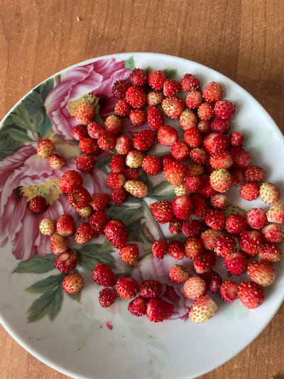 A small plate of wild strawberries is pictured on a wooden table. The plate has a floral design with pink and green flowers. The strawberries are red and white, with some showing visible seeds. They are piled loosely on the plate, with a few scattered around the edge. The lighting is natural, suggesting an outdoor setting or a well-lit room. The overall impression is one of abundance and freshness, likely a home-prepared dish or a natural harvest.