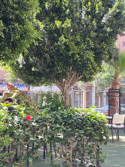 The image shows a tree-lined street in Saâda, Morocco. On the left is a large, densely foliated tree with a light-colored trunk and branches. On the right, there is a bush with green leaves and a red hibiscus flower. The bush is interspersed with metal bars. In the background, a street with storefronts can be seen, with several signs. The foreground has greenery and a glimpse of a person. The street has outdoor seating with tables and chairs.