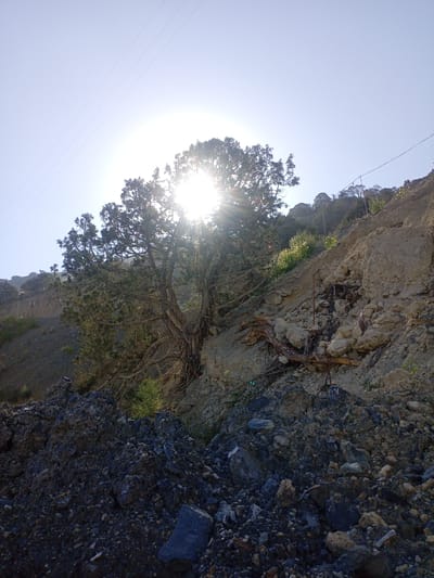 A sunlit, rocky hillside in Zeravshan-2, Tajikistan, is captured from a low angle. The sun's bright glare is a dominant feature, positioned behind a mature, gnarled tree with dense foliage. The tree's branches are intricate and exposed, with some dry, dead wood intertwined with green leaves. The hillside is covered with loose rocks and soil, with evidence of erosion and a rocky landslide visible in the midground. Several power lines stretch across the clear, pale sky, adding a man-made element to the natural landscape. In the foreground, a pile of dark, angular rocks is present, contrasting with the lighter tones of the hillside. A few scattered green plants and dry grasses are visible on the slopes. The overall impression is one of a rugged, arid environment bathed in bright sunlight.