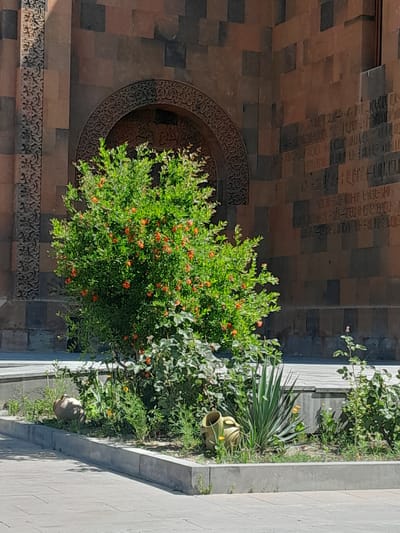 In Artashat, Armenia, a pomegranate tree with vibrant orange blossoms stands before a wall of dark and reddish-brown stone blocks. The wall features carved ornamentation above an arched recess and an inscription in an ancient script. A concrete planter box contains the tree and other greenery, with two clay pots and a spiky succulent plant also visible. The ground in front of the planter is paved with light-colored stone slabs, casting a shadow from the planter and its contents.
