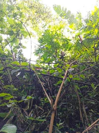 The image displays a dense canopy of lush, green vegetation, observed from an upward perspective towards a bright, diffused sky. The scene is located in Mengzi City, China. Various types of foliage are present, including broad, light green leaves, darker green serrated leaves, and thin, interlocking branches. Several distinct elements include broad, banana-like leaves visible in the upper right quadrant, alongside fern-like fronds. Lighter-colored, bamboo-like stalks ascend from the lower and central portions of the frame. Small, light pink or purple flowers are scattered among the leaves in the upper-middle section. The sky, appearing bright white or light blue due to overexposure or overcast conditions, is visible through numerous gaps in the foliage, backlighting the leaves. No individuals, animals, or man-made structures are discernible within the frame.