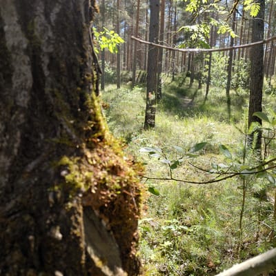 The image depicts a close-up view of the moss-covered trunk of a tree in the foreground, with a sun-dappled forest floor and pine trees in the background. The forest floor is covered in green grass, smaller plants, and sparse patches of moss. A winding path can be observed in the distance, leading into the dense woods. Sunlight filters through the canopy, casting shadows and highlighting the lush vegetation. The location is identified as being in the vicinity of Skuķīši, Latvia. There are no people or animals visible in the image. The scene conveys a natural, tranquil forest environment.