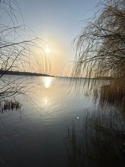 The image depicts a broad body of water under a clear, pale blue sky transitioning to a golden-yellow hue near the horizon. The sun, a bright, diffuse orb, is positioned in the upper left quadrant, casting a prominent, elongated reflection across the water towards the foreground. Numerous thin, bare branches with a weeping habit extend from the left foreground into the frame, partially silhouetted against the sky and the sun's reflection. On the right, denser, similar weeping branches, also largely devoid of leaves, frame the scene, their dark forms reflected in the water below. A faint, dark landmass is visible along the distant horizon. The water's surface exhibits subtle ripples, particularly within the sun's reflection. A distinct green lens flare is visible on the water in the lower right quadrant. This scene is located in the city of Utash, Russia. No individuals are visible.