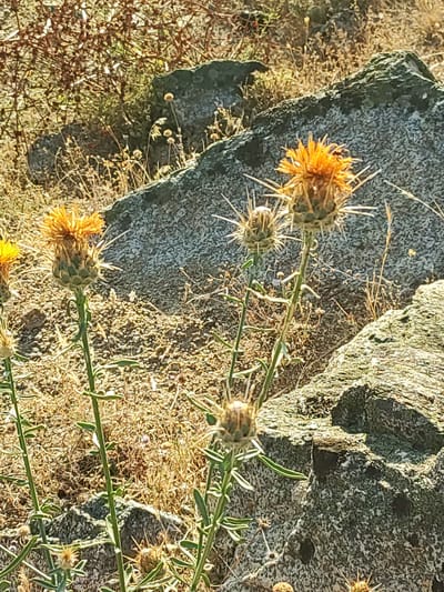 The image depicts a close-up view of wild thistles with spiky seed heads and orange-yellow flowers, growing amongst dry grasses and rocks. The foreground features several thistle plants with green stems and spiny leaves. In the background, large, grey, weathered rocks dominate the scene, with dry, brown vegetation surrounding them. The lighting suggests a sunny day, with shadows indicating the sun is at an angle. One of the thistle heads in the mid-ground has a small black insect on it. The overall environment appears to be a dry, arid landscape, possibly a hillside or uncultivated area. This scene is consistent with the natural vegetation found in the rural areas surrounding Ledrada, Spain, a municipality located in the province of Salamanca, Castile and León.