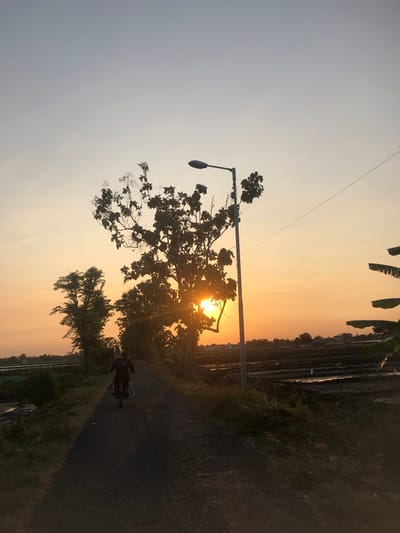 In Sentul, Indonesia, during sunset, a person rides a motorcycle on a paved road. The sky is a gradient of pale blue to warm orange, with the sun partially obscured by the silhouette of a tree. A street lamp stands on the right side of the road. To the left of the road, there is lush green vegetation and a glimpse of what appears to be a rice paddy field in the distance, with several birds scattered within it. The overall atmosphere is tranquil and rural.