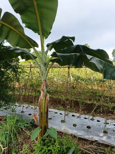 A banana plant with large green leaves dominates the foreground. Behind it, a field of plants with supportive stakes extends into the distance. The crops are planted in rows covered with reflective, perforated plastic sheeting. Weeds and other vegetation grow around the base of the banana plant. The sky is overcast.