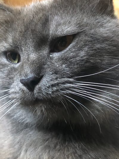 The close-up media file features a grey cat. The cat's face is the sole subject, filling the frame. Its fur is a mix of dark and light grey, with some lighter strands around its nose and mouth. The cat has piercing, yellowish-green eyes, though one eye is partially obscured. Its nose is black and appears slightly moist. White whiskers are prominent, fanning out from its muzzle, with some longer ones extending upwards. The background is mostly out of focus, showing a hint of a light brown surface, possibly a blanket or furniture. The lighting suggests an indoor setting, possibly during the day. The cat's expression could be interpreted as calm or perhaps slightly drowsy. There is no visible text in the media file. The location context is Nachiki, Russia, but this is not visually evident in the image itself.