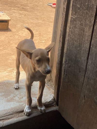 In Idiroko, Nigeria, an image depicts a light tan-colored dog standing at a threshold. The dog is a slender-built canid with large, erect ears, a white patch on its snout, and white markings on its front paws. Its tail is curled upwards. The dog faces forward and slightly to the viewer's left. Its front paws rest on a concrete step or ledge, while its hind paws are on the exterior ground. To the right, a weathered wooden door or doorframe is partially open, revealing a darker interior space below. The ground beyond the step is a light brown, sandy earth. In the upper left background, a portion of a wooden bench is visible, and further back, a red object, possibly a container, lies on the ground. The scene is illuminated by natural daylight.
