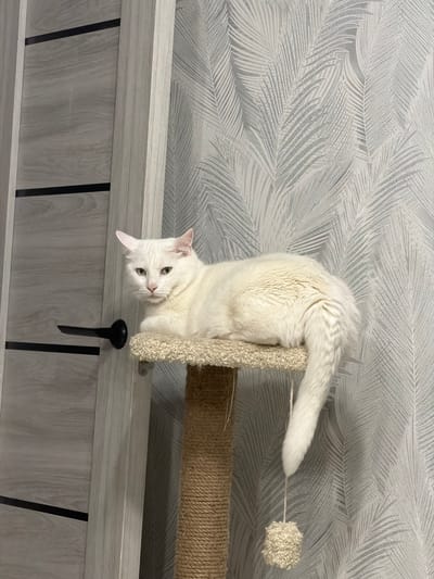 A white cat hangs upside down from a cat tree attached to a light-gray-colored bed frame. The cat is looking down at the camera with its head facing toward the lower left of the image. The cat tree is made of beige sisal rope and carpeted sections. The background is a light-gray wall with a repeating fern pattern. There is a black drawer pull on the bed frame. The location is unknown, but it is unlikely to be in the city of Tavry, Russia without additional information.