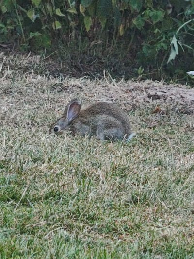 A greyish-brown rabbit is crouched in dry, patchy grass with some green blades visible. The rabbit is facing left with its head turned slightly towards the viewer, revealing a dark eye and a portion of its ear. Behind the rabbit, a dense, dark green bush with some lighter green leaves is visible. The ground is covered in a mix of dry grass and soil. The scene appears to be outdoors, likely in a natural or semi-natural environment. The image does not contain any specific landmarks or clues that would indicate its location within Freiburg im Breisgau, Germany.