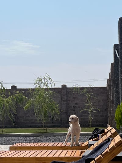 An outdoor scene in Yeghvard, Armenia, features a light-colored, shaggy-haired dog standing on its hind legs on a wooden sun lounger in the foreground. The dog, appearing wet, has its front paws on the lounger's highest point and its rear paws lower on the same lounger. A dark towel is draped over a second wooden lounger positioned closer to the viewer. On the lounger occupied by the dog, a black item and a red and silver beverage can are visible. Behind the loungers, a dark gravel surface transitions to a strip of green grass. A tall, textured stone wall, constructed from rectangular blocks and featuring decorative pillars, runs horizontally across the midground. Several young trees with weeping foliage are planted in front of the wall. The background is dominated by a clear, bright blue sky with minimal cloud cover. A faint utility line extends horizontally across the upper midground. To the far right, a dark, vertical architectural element and a green shrub are partially visible.