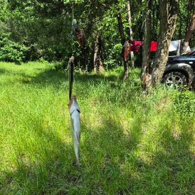 In Chmyrivka, Ukraine, two fish are hanging from a string suspended between trees. One fish is positioned above the other, and both appear to be caught. In the background, laundry hangs on a clothesline strung between trees. A dark-colored vehicle is parked nearby, partially obscured by trees and grass. The scene is set in a wooded area with abundant green grass.
