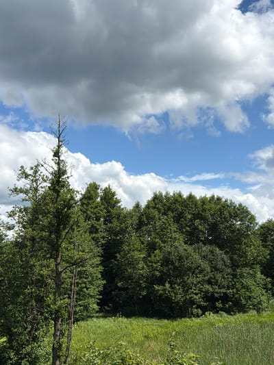 The image depicts a natural landscape scene, likely on the outskirts of Ūlupji, Latvia, characterized by a dense forest bordering a field of tall grass. The sky above is a mix of blue patches and dramatic, heavy grey and white clouds. In the foreground, a tall, sparsely branched tree stands out against the backdrop of the forest canopy. The forest itself is composed of a variety of deciduous trees, their leaves appearing lush and green, suggesting a summer or late spring season. The field in front of the trees is covered in dense, green vegetation. There are no people or man-made structures visible in the image. The overall impression is one of a wild, uncultivated natural environment.