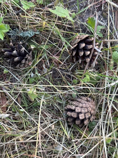 A close-up, overhead view of three brown pinecones scattered amongst dry and green grass. One pinecone is located in the upper left of the image, a second is positioned in the upper right, and the third is in the lower right quadrant. In the upper left corner, a patch of light blue-green lichen is visible on the ground. The environment appears to be natural terrain, possibly a forest floor or a grassy area, consistent with the rural setting of Lisnyky, Ukraine. There are no people or animals present in the image, and no actions or interactions are depicted. The lighting suggests it is daytime.