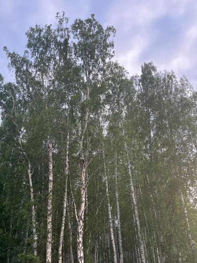 The image depicts a dense grove of birch trees, their white and black striped bark contrasting with the lush green foliage. The trees are tall and slender, reaching towards a pale, cloudy sky. The perspective is from below, looking up into the canopy, creating a sense of immersion in the forest. There are no people or animals visible in the scene. The lighting suggests it is either early morning or late afternoon, with a soft glow filtering through the leaves. The environment appears natural and undisturbed, typical of a woodland area. The location is identified as being in the city of Prigorodny, Russia, likely a park or natural reserve within or near the city.