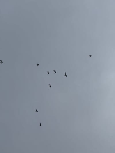 The image shows a flock of birds flying in a gray, overcast sky. There are approximately ten birds visible, scattered across the frame. Their silhouettes are dark against the lighter sky. The birds are in various positions, some appearing to be in flight with wings spread, while others are captured in mid-flap. The background is a uniform, muted gray, suggesting a cloudy day. The scene is devoid of any terrestrial or urban elements, focusing solely on the sky and the birds. No specific landmarks or context indicating the location of Белоус, Russia, are present in the image.