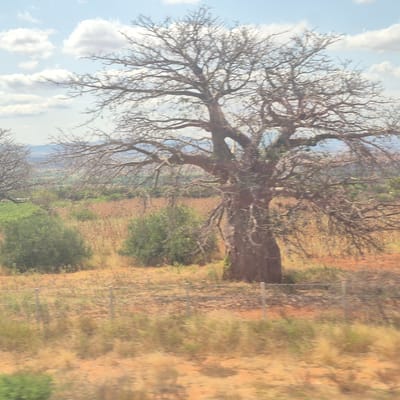In Gulwe, Tanzania, a large, leafless baobab tree dominates the foreground of this image. Its thick, gnarled trunk and sprawling branches, devoid of foliage, reach upwards against a backdrop of a pale blue sky dotted with fluffy white clouds. The surrounding landscape is arid, characterized by dry, brown earth and sparse, yellowed vegetation. Patches of green shrubs are interspersed throughout the scene, and in the distance, a gentle slope of hills can be seen. A wire fence runs horizontally across the midground, dividing the field. The overall impression is one of a dry, savanna environment, typical of the region.
