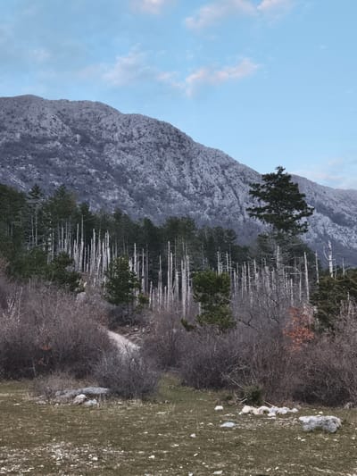 The image displays a mountainous, forested landscape in Mali Mikulići, Montenegro, under a clear light blue sky with faint scattered clouds. A large, rugged mountain, partially covered in a thin layer of snow or frost, occupies the background. Below the mountain, a dense forest features a mix of dark green coniferous trees and numerous tall, slender, pale grey standing dead trees. In the midground and foreground, dense thickets of bare, dark-branched deciduous shrubs dominate. A light-colored, unpaved path is visible winding uphill through these shrubs, originating from the lower left of the frame. The ground in the foreground consists of sparse, dry grass and scattered light-colored rocks. No individuals, animals, or observable actions are present within the scene.