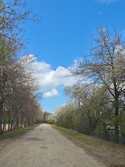 The image depicts a straight, unpaved road extending into the distance, flanked by trees on either side. The trees on the left are predominantly bare, while those on the right exhibit early spring foliage and blossoms. A clear blue sky with scattered white clouds is visible above the trees. The road surface is uneven and dusty, indicating a rural or undeveloped area. The scene suggests a location in a temperate zone during the early spring season. The location Khrinivka, Ukraine is not specified in the original image.