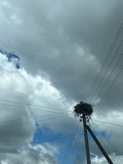 A stork's nest is situated atop a utility pole in Валожынскі сельскі Савет, Belarus. The nest, constructed from twigs and branches, is quite large and appears to be active, with at least one stork visible within it. The pole itself is made of concrete and is braced by a second pole. Multiple power lines crisscross the frame, emanating from the pole and extending into the distance. The sky above is a mix of dramatic, dark gray clouds and patches of bright blue sky, suggesting an overcast and possibly stormy day. The overall impression is one of a rural setting, with human infrastructure integrated into the natural environment.