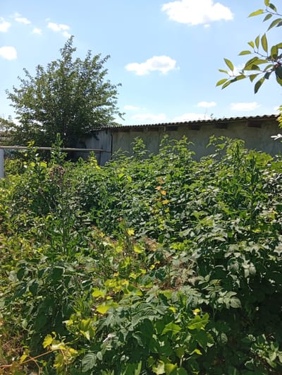 This image depicts an outdoor scene in Tomai, Moldova. The foreground is dominated by dense, green foliage, with various types of plants and bushes creating a lush, overgrown appearance. Some of these plants have broad leaves, while others are taller and more stalk-like, with some bearing small, purplish flower buds. In the middle ground, a gray, textured wall runs horizontally across the frame, topped with a ridged, dark-colored material, likely roofing. Behind this wall, a large, leafy green tree stands tall against a bright blue sky dotted with fluffy white clouds. A hint of a metallic fence or railing is visible on the far left, partially obscured by the vegetation. The overall impression is one of a natural, somewhat untamed garden or yard area on a sunny day.